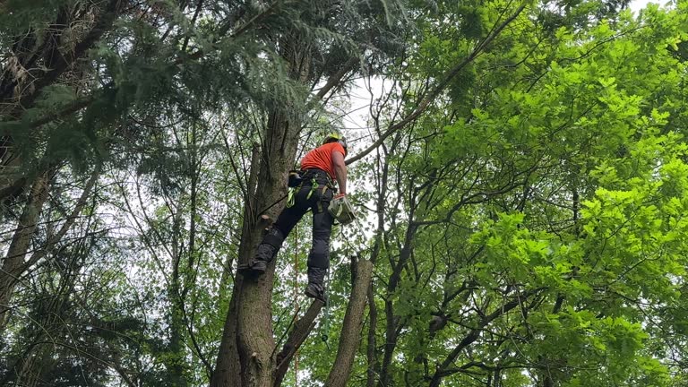 Best Tree Health Inspection  in Mercer Island, WA